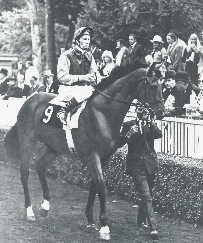 Nijinsky horse, Remarkable Horses, Northern Dancer, Flaming Page, Nijinsky II, Charles W. Engelhard, amazing horses Nijinsky horse, Remarkable Horses, Northern Dancer, Flaming Page, Nijinsky II, Charles W. Engelhard, amazing horses