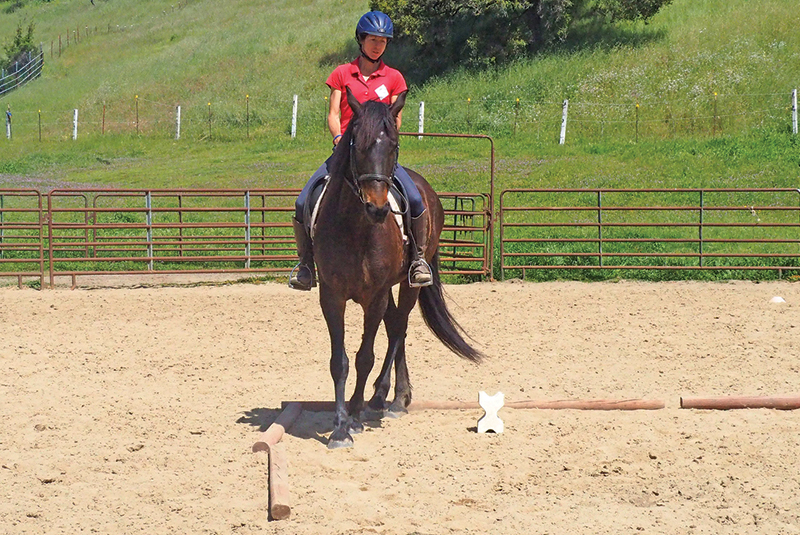 horse to lateral work Jec A. Ballou prancing dressage horses, lateral movements shoulder-in haunches-in dressage exercises, conditioning horse, offer unrivaled conditioning effects for almost any equine athlete horse to lateral work Jec A. Ballou prancing dressage horses, lateral movements shoulder-in haunches-in dressage exercises, conditioning horse, offer unrivaled conditioning effects for almost any equine athlete