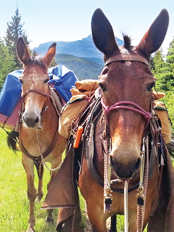 riding with bison in canada, bison in the canadian wilderness, horse riding with bison, Bison in Grasslands National Park