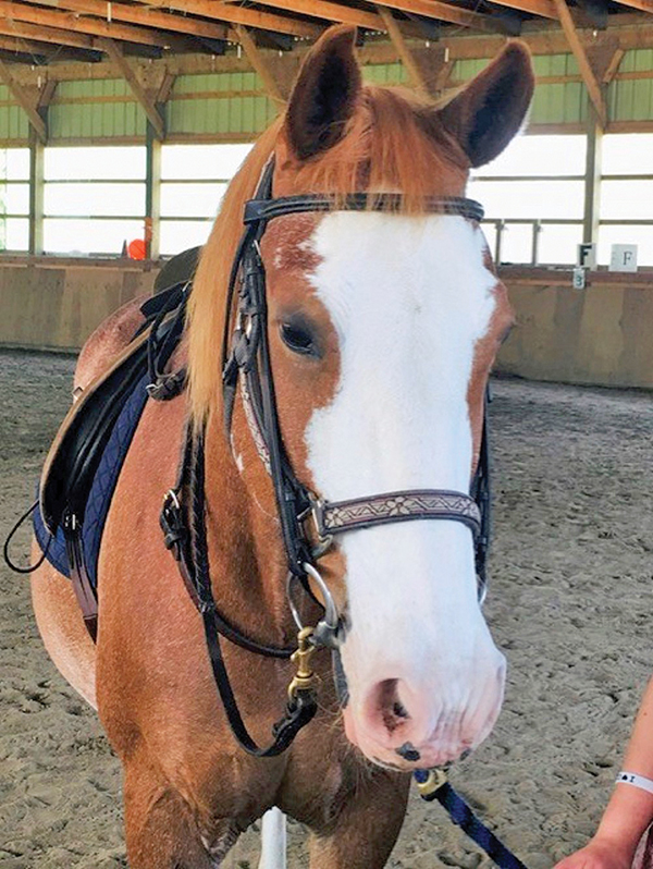 cantra news, equestrian association for the disabled, canadian therapeutic riding association news, 2020 cantra awards, therapy horses canada