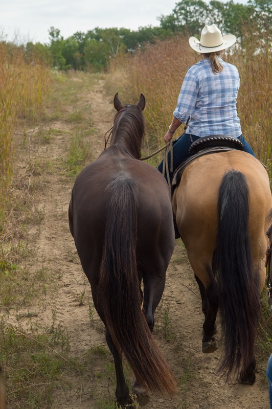 Alexa Linton, how to tell if your horse is ready to be ridden, signs your horse is ready to be ridden, how to prepare your horse to return to the riding ring, understanding equine preparatory groundwork, thoracic sling for horses, what age should I start my horse? understand the value of groundwork for your horse