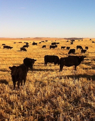 W.A. Ranches at University of Calgary, 44-million gift from Anderson-Chisholm family veterinary education calgary's faculty of veterinary medicine W.A. Ranches at University of Calgary, 44-million gift from Anderson-Chisholm family veterinary education calgary's faculty of veterinary medicine