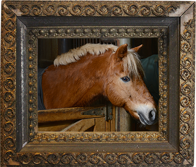Sunnybrook STables barn fire, horses perish at Sunnybrook, horses die barn fire, ontario horse barn fire
