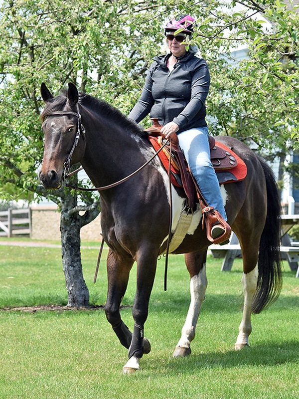 horse moving to new barn, horse relocation, horse trailer transport, horse settling into new home, horse herd introduction, horses in pasture, horse boarding facility, equine behaviour, horse welfare, horse turnout, horse owner Canada, horse management, horse adjustment to new environment, herd dynamics, Canadian horse industry
