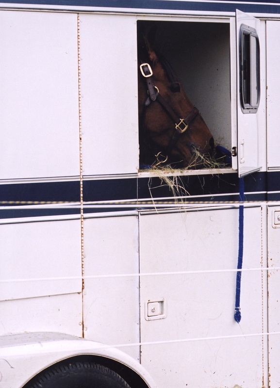 heat and horses, horses in summer, keeping horses cool, cooling down horses, bc summer horses, canadian summer horses, how to keep horse cool, horse temperature, horse body heat, riding horses in hot weather, riding horses in sun, riding in sun