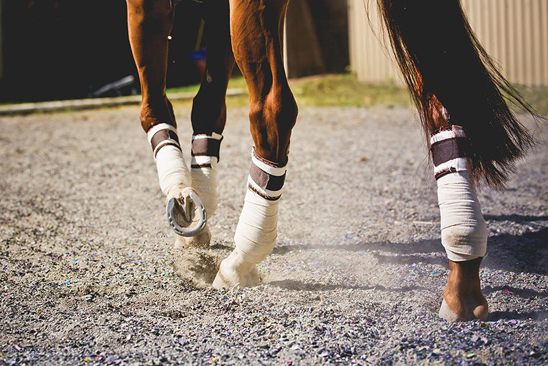 proper riding arena footing, ideal riding arena surfaces, White Paper Equestrian Surfaces, equestrian surfaces, riding arena irrigation systems, riding arena crystalline silica dust proper riding arena footing, ideal riding arena surfaces, White Paper Equestrian Surfaces, equestrian surfaces, riding arena irrigation systems, riding arena crystalline silica dust