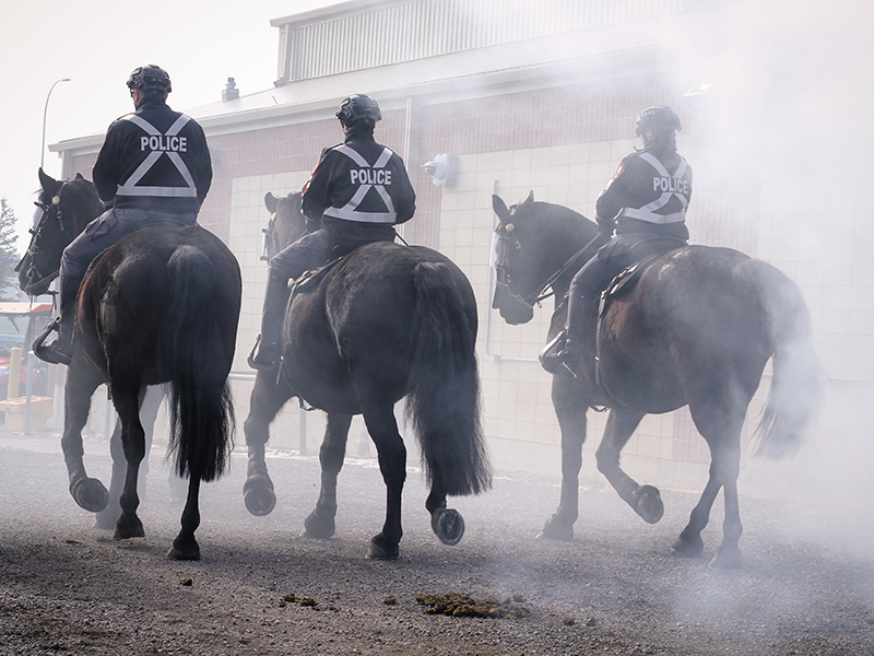 Robin Koltusky leading innovation in mounted policing and horse training with the Calgary Police Service Mounted Patrol Team