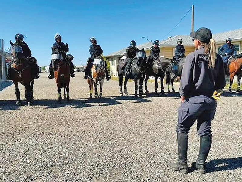 Robin Koltusky leading innovation in mounted policing and horse training with the Calgary Police Service Mounted Patrol Team