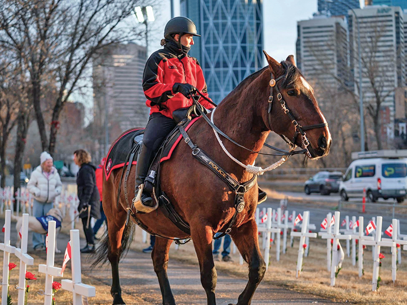 Robin Koltusky leading innovation in mounted policing and horse training with the Calgary Police Service Mounted Patrol Team