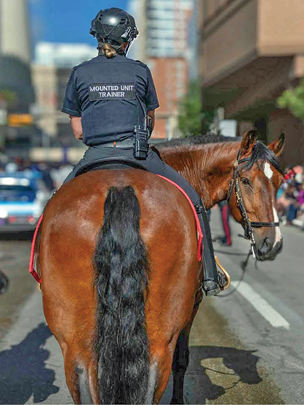 Robin Koltusky leading innovation in mounted policing and horse training with the Calgary Police Service Mounted Patrol Team