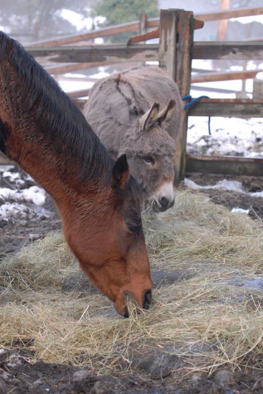 taxes horse farm, taxes horse ownership, canada taxes horse owners, taxing horse services