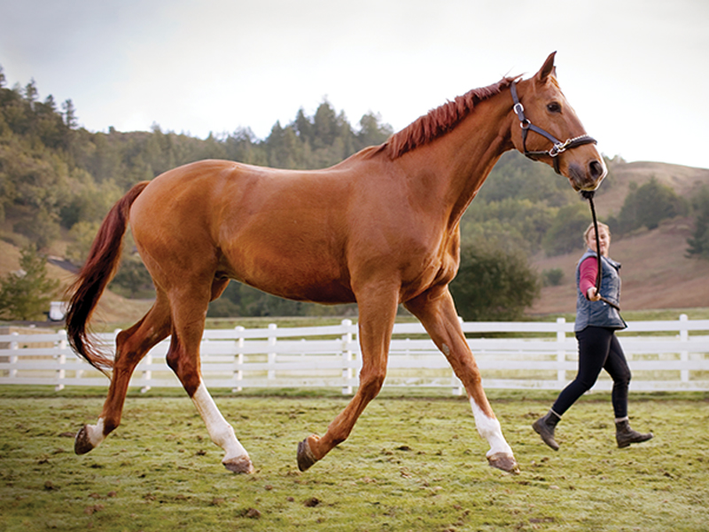jec ballou horse trainer, rehabilitating horses, exercises to help horses, equine lameness rehab, horse postural muscles, grazing horses, equine fitness