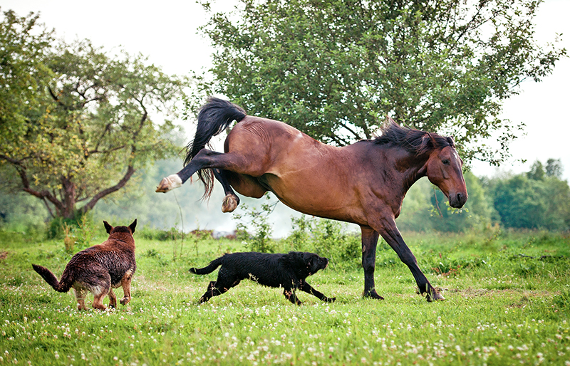 introduce dog horse farm, horses and dogs, the horse listener, herding dogs and horses, working dogs and horses