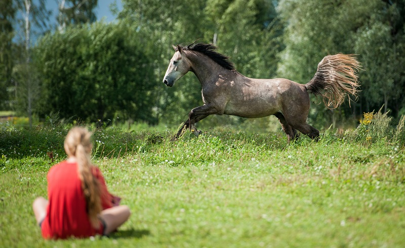 #MeToo in Horse Industry, #MeToo in equine Industry, sexual abuse in Horse Industry, sexual harassment in horse industry, Sexual assault in horse industry #MeToo in Horse Industry, #MeToo in equine Industry, sexual abuse in Horse Industry, sexual harassment in horse industry, Sexual assault in horse industry
