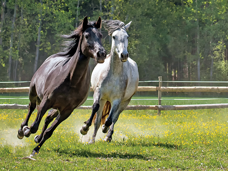 my horse is stressed, anxiety in horses, best learning environment horses, how to be less controlling of my horse