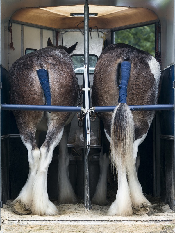 Inside Your Horse Trailer, horse to transport my horse safely, what type of horse trailer should i buy, best horse trailers, shipping fever, pleuropneumonia, kevan garecki Inside Your Horse Trailer, horse to transport my horse safely, what type of horse trailer should i buy, best horse trailers, shipping fever, pleuropneumonia, kevan garecki