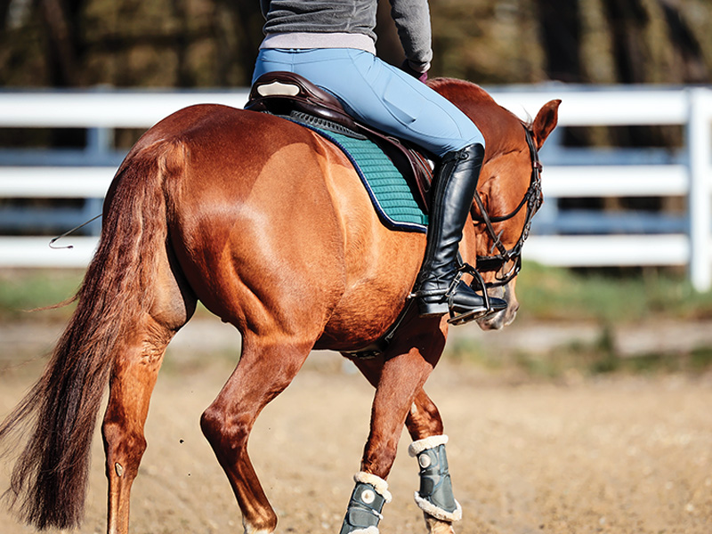 best warm up horse, horse rider warm up, jec ballou equine fitness, balanced horse rider, improve horse fitness