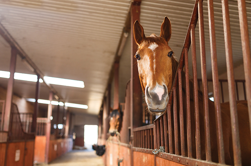 design Horse Stall layout, Eileen Wheeler, Ph.D., Professor of Agricultural Engineering, dimensions of horse stall, ventilating horse stall, equine respiratory, lights for horse stall, flooring for horse stall design Horse Stall layout, Eileen Wheeler, Ph.D., Professor of Agricultural Engineering, dimensions of horse stall, ventilating horse stall, equine respiratory, lights for horse stall, flooring for horse stall
