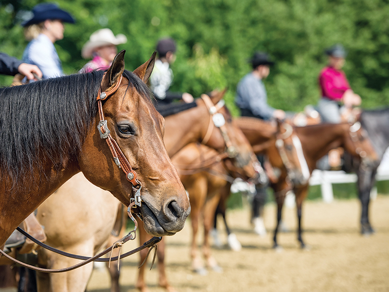 psychology horse riders, annika mcgivern, how to enjoy horse riding, perfectionism horse riding