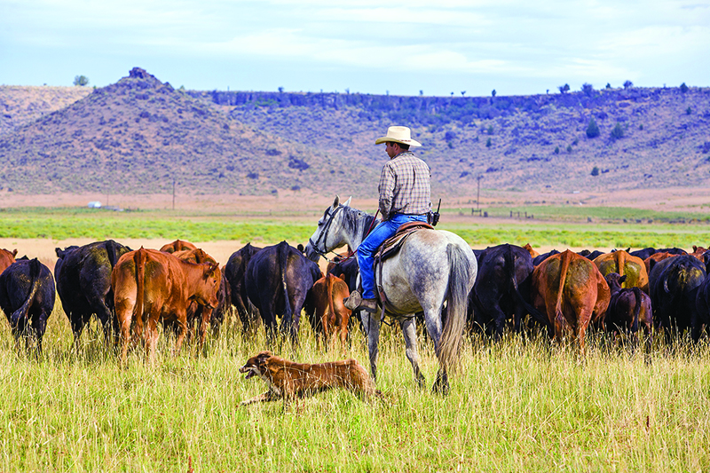 introduce dog horse farm, horses and dogs, the horse listener, herding dogs and horses, working dogs and horses