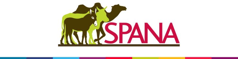 Donkeys At Risk In Africa, donkey-hide gelaton, donkey poachers africa, SPANA, donkey sanctuary, brooke animal welfare, world horse welfare, donkey skins trade