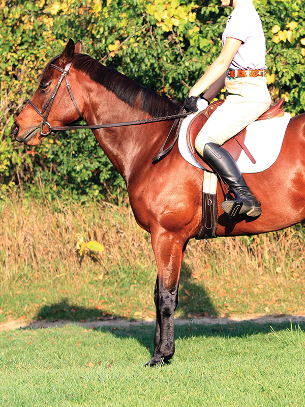rein-back horse, leg yielding horse, horse seems stuck, Sidepassing a horse, horse crossing legs, horse soft contact, lindsay grice horse training, backing obstacles with horses, sidepass obstacles with horses