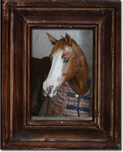 Sunnybrook STables barn fire, horses perish at Sunnybrook, horses die barn fire, ontario horse barn fire