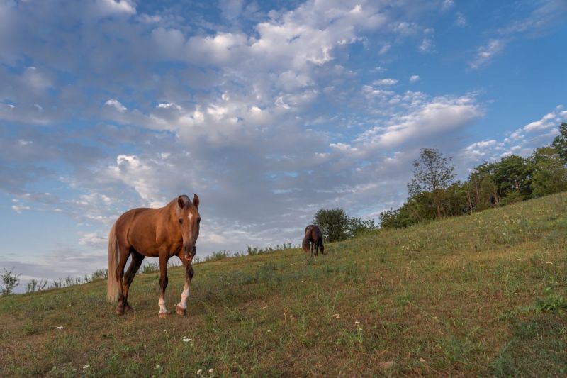 hay optimizer, feeding horses hay in winter, horse grazing summer, turnout for horses summer, horse winter turnout