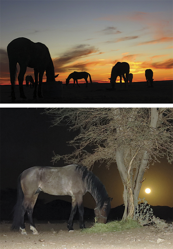 vacationing with horses, holidaying with horses, horse riding abroad, local horse riding, horse riding adventure, morocco sahara horses, tania millen