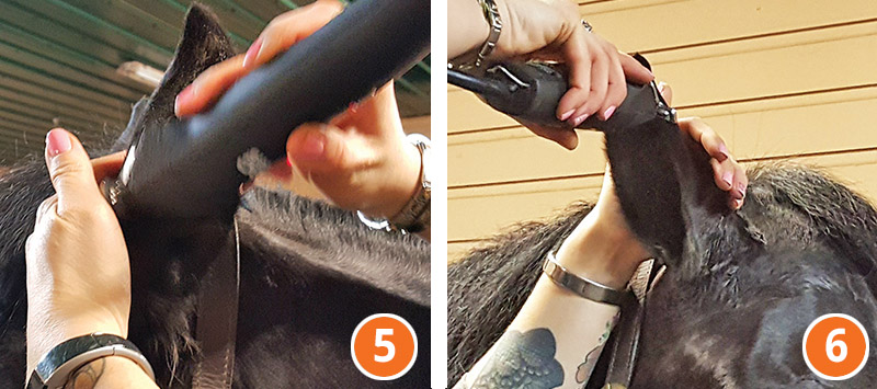 how to properly clip your horse's face, how to clip horse's Bridle, path, how to clip horse's legs