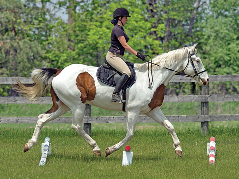 my horse is stressed, anxiety in horses, best learning environment horses, how to be less controlling of my horse