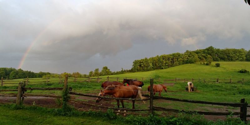 hay optimizer, feeding horses hay in winter, horse grazing summer, turnout for horses summer, horse winter turnout