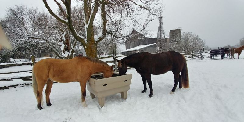hay optimizer, feeding horses hay in winter, horse grazing summer, turnout for horses summer, horse winter turnout