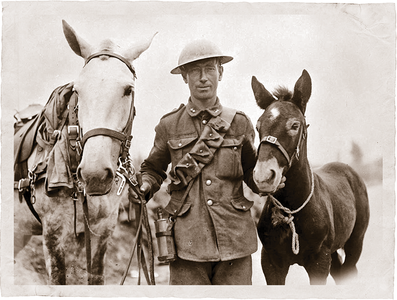 history of horses in canada, canadian horse history, Sir Donald Smith, Edward Mallandaine, canadian equine history history of horses in canada, canadian horse history, Sir Donald Smith, Edward Mallandaine, canadian equine history