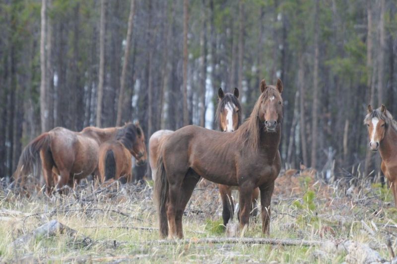 Canada’s Wild Horse Herd, sable island horses, 150 years canada horses, ancient horse in canada, equus lambei, sable island national park reserve, horses in chilcotin's brittany triangle