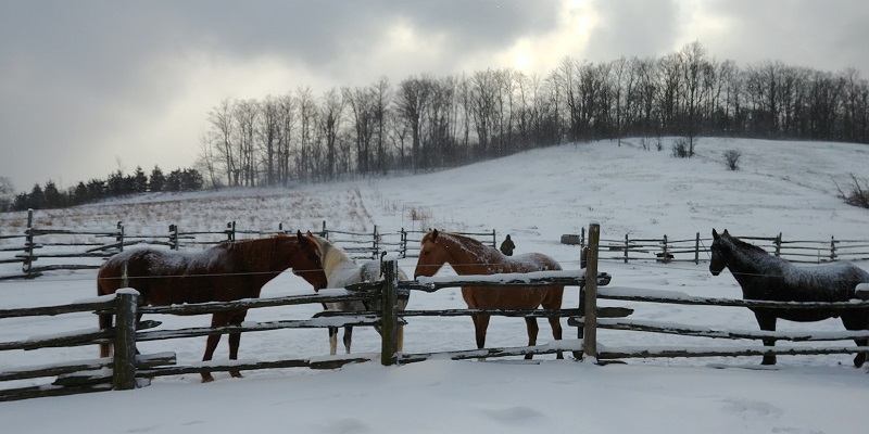 hay optimizer, feeding horses hay in winter, horse grazing summer, turnout for horses summer, horse winter turnout