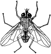 horn fly