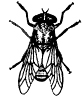 Horse Fly