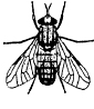 deer fly