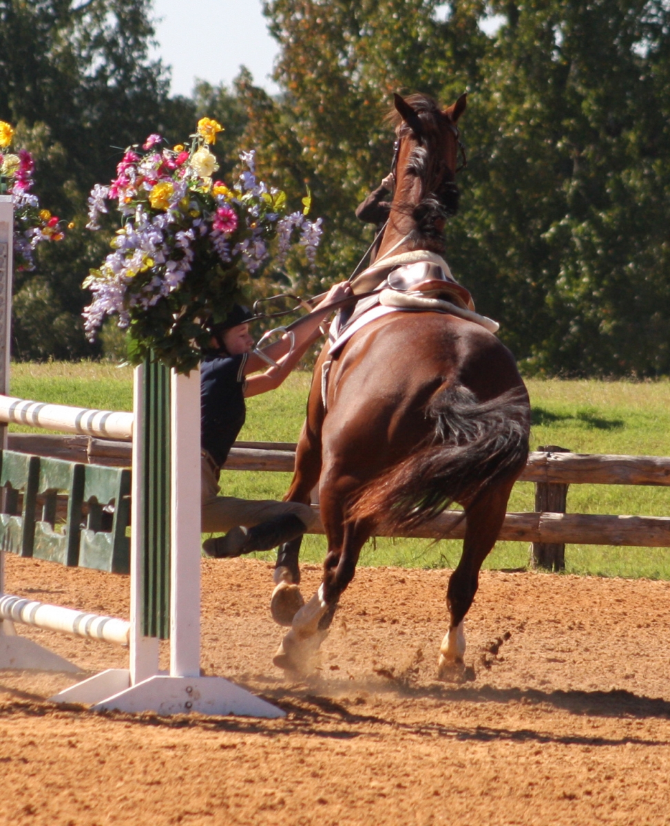 trigger points in horses trigger points in horses
