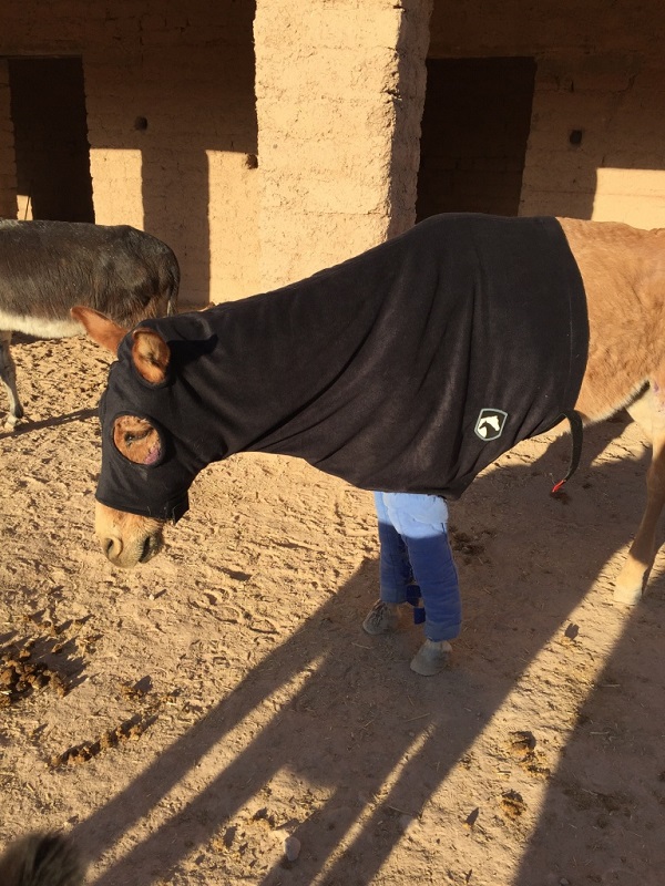 Jarjeer Mule and Donkey Sanctuary Marrakech, Morocco, rescue donkeys, equine rescue worldwide