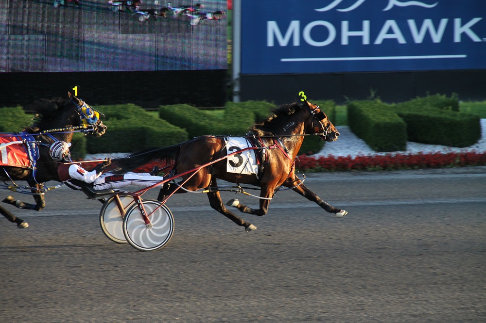 Standardbred horse photo contest