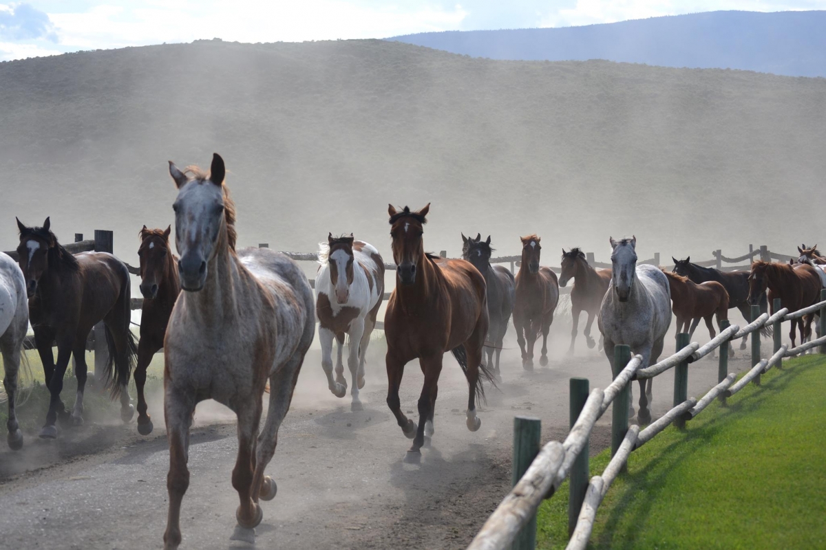 galloping herd of horses photo contest