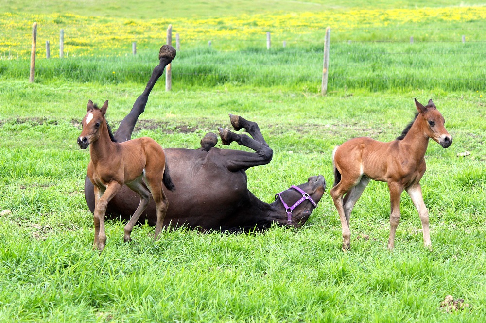 mare and foal horse photo contest