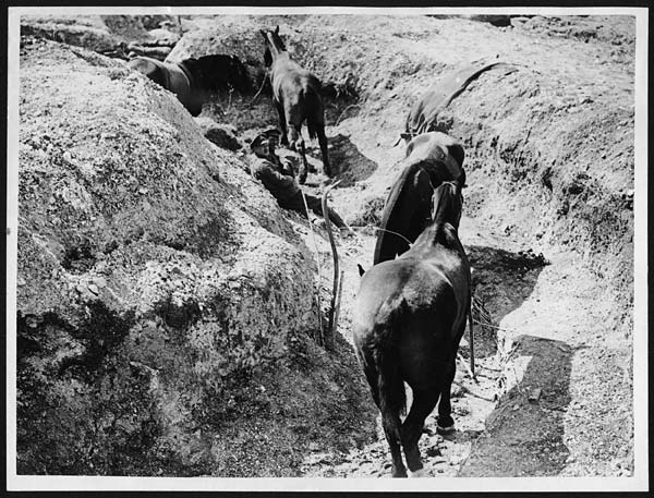 Horses in war, war horse, horses world war 1, horses world war 2, dumb heroes, Riding into War, The Horse in War, my horse warrier, the war illustrated