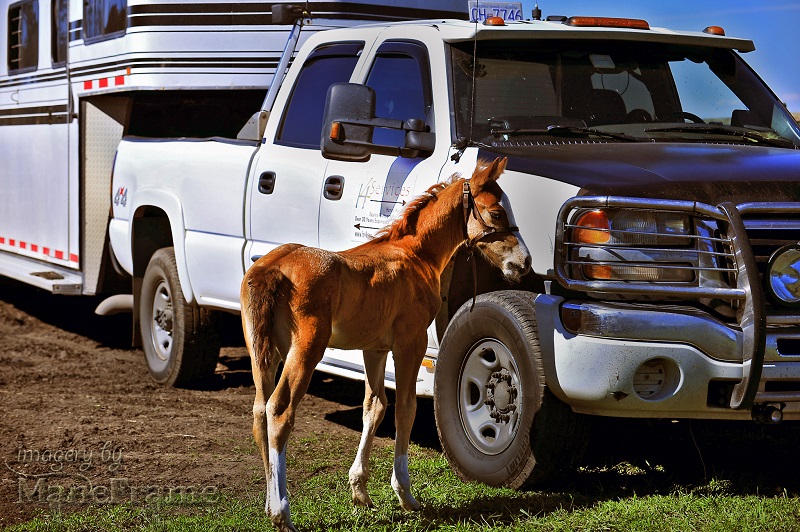 prepare horse trailer, spring riding, transporting horse, trailering horse