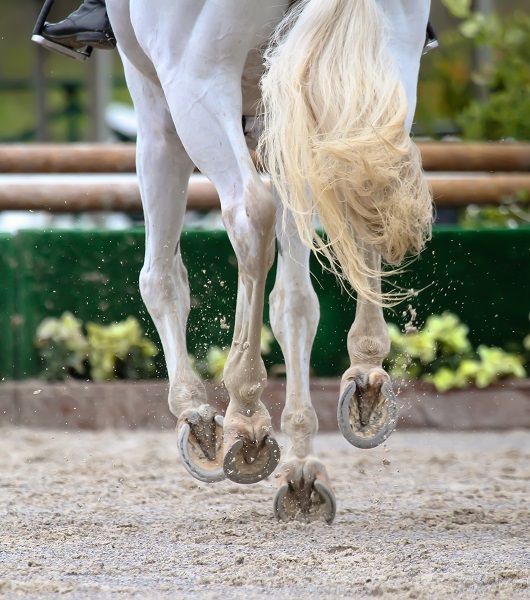 horse hyperflexion, rolkur, horse injury, horse training injury, navicular syndrome, caudal heel syndrome, equine hoof pain, horse joint, equine joint, equine sprain, horse sprain