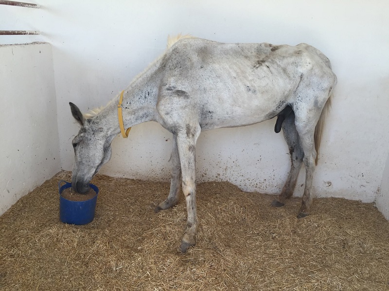 Jarjeer Mule and Donkey Sanctuary Marrakech, Morocco, rescue donkeys, equine rescue worldwide