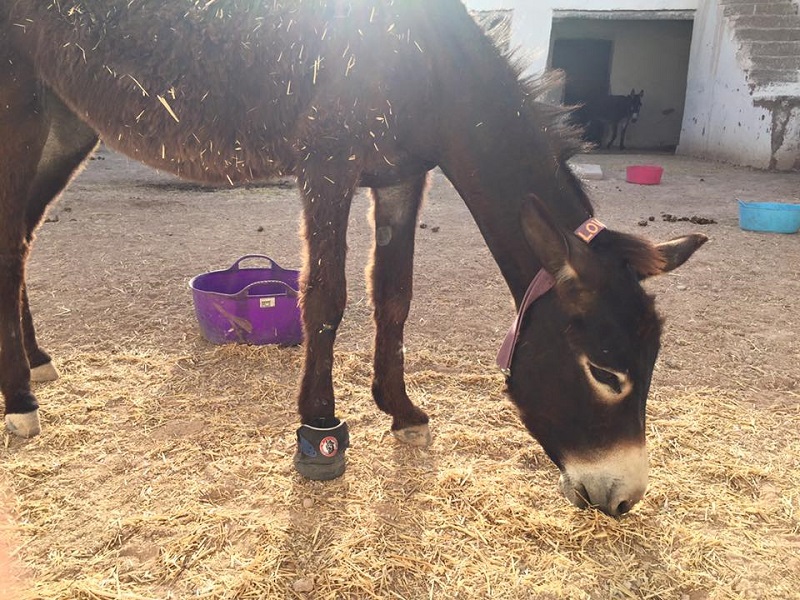 Jarjeer Mule and Donkey Sanctuary Marrakech, Morocco, rescue donkeys, equine rescue worldwide