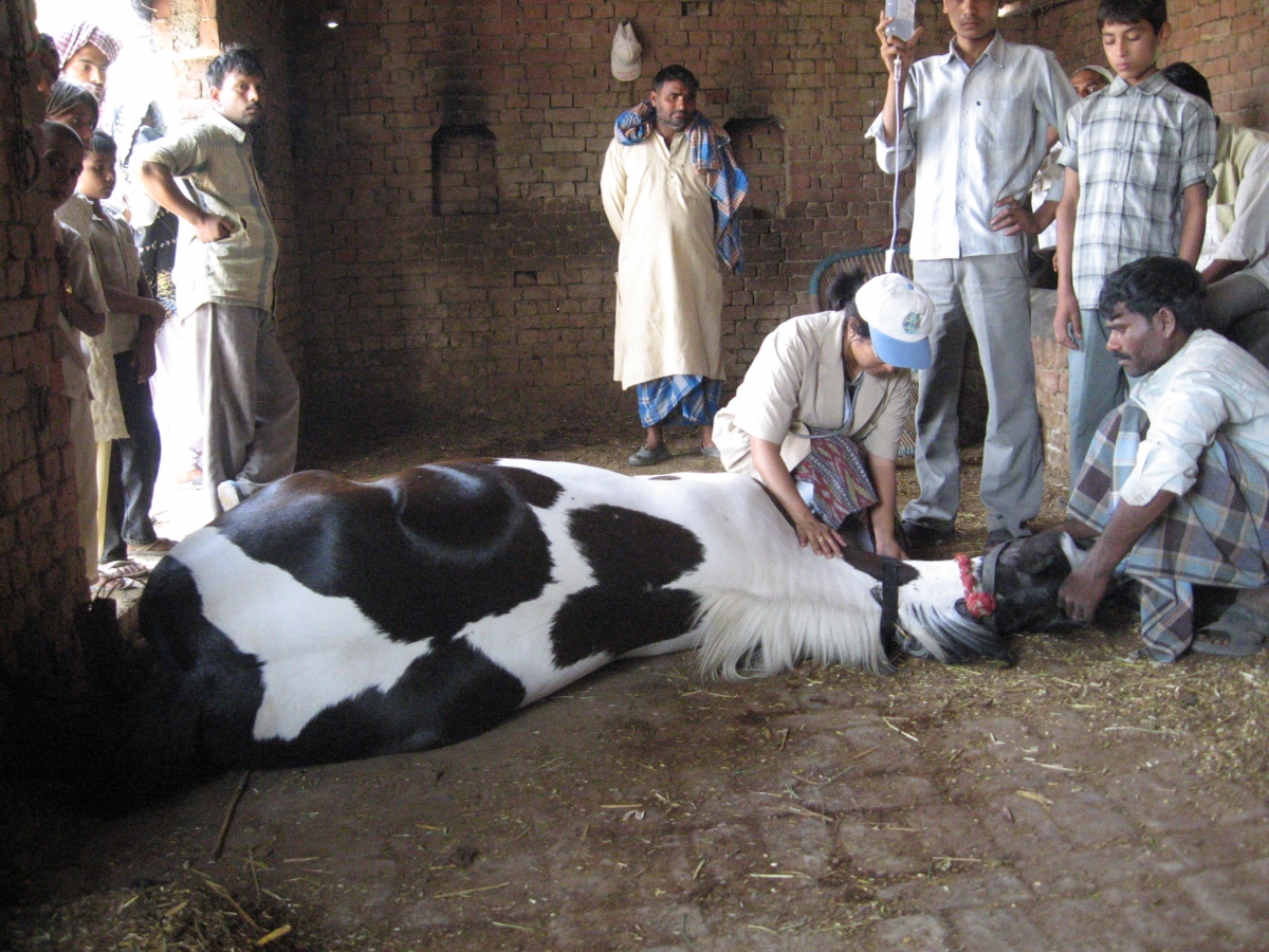 Chandni Being Given Fluids India Pakistan Ethiopia Kenya Egypt Equine Donkey Horse Welfare Brooke Hospital
